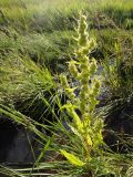 Rumex maritimus. Плодоносящее растение. Республика Бурятия, Баунтовский эвенкийский р-н, окр. пос. Северный, долина р. Има, сырой луг, берег ручья. 04.08.2013.