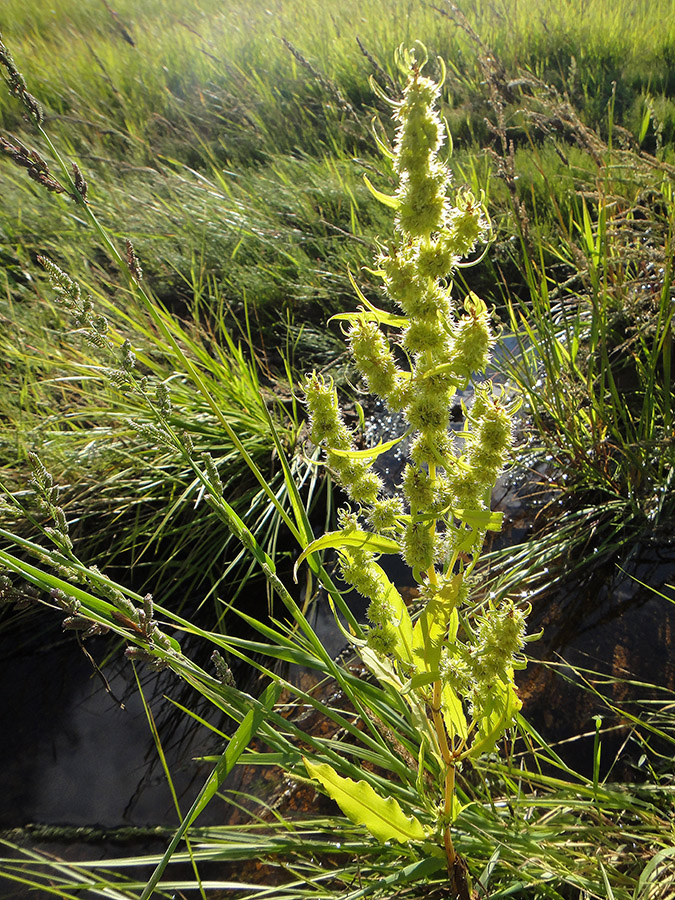 Изображение особи Rumex maritimus.