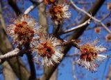 Acer saccharinum