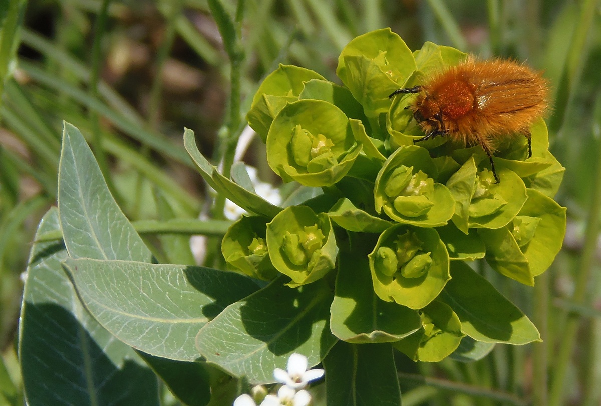 Изображение особи Euphorbia agraria.