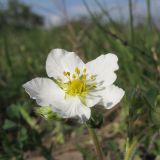 Fragaria viridis. Цветок. Краснодарский край, г. Новороссийск, пер. Волчьи ворота, степь на склоне горы. 19.04.2014.