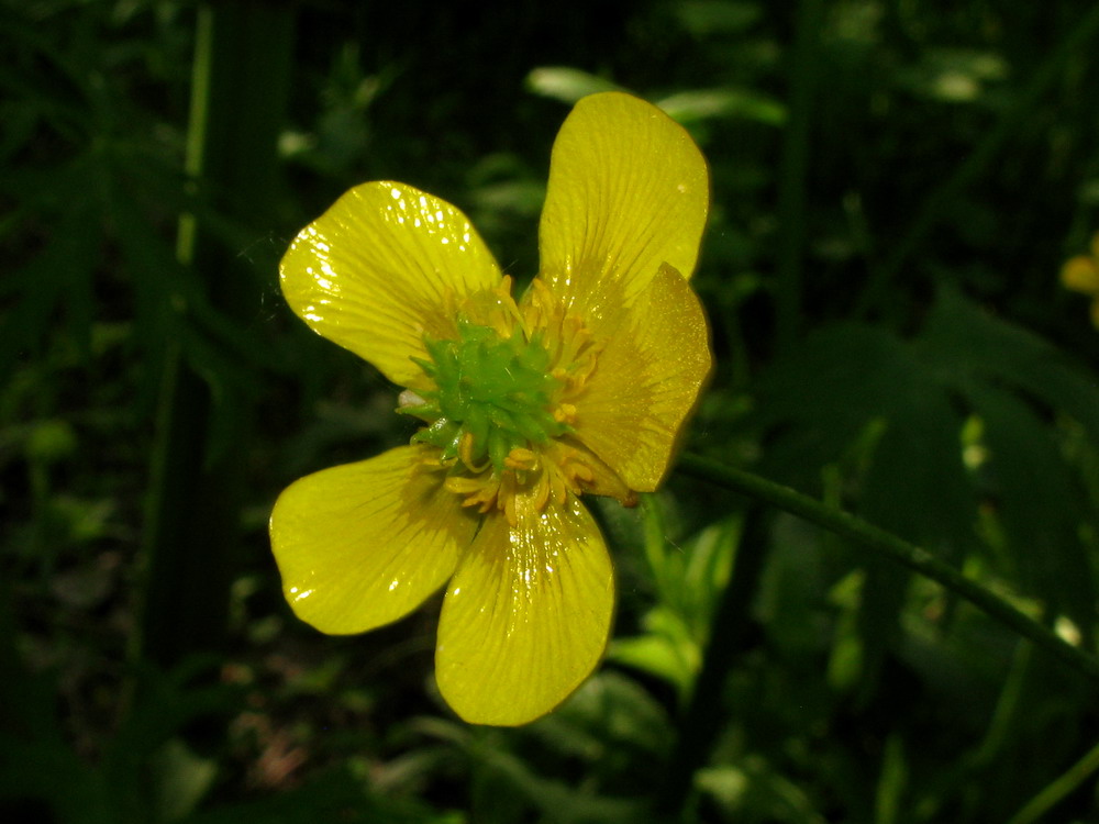 Изображение особи Ranunculus subborealis.