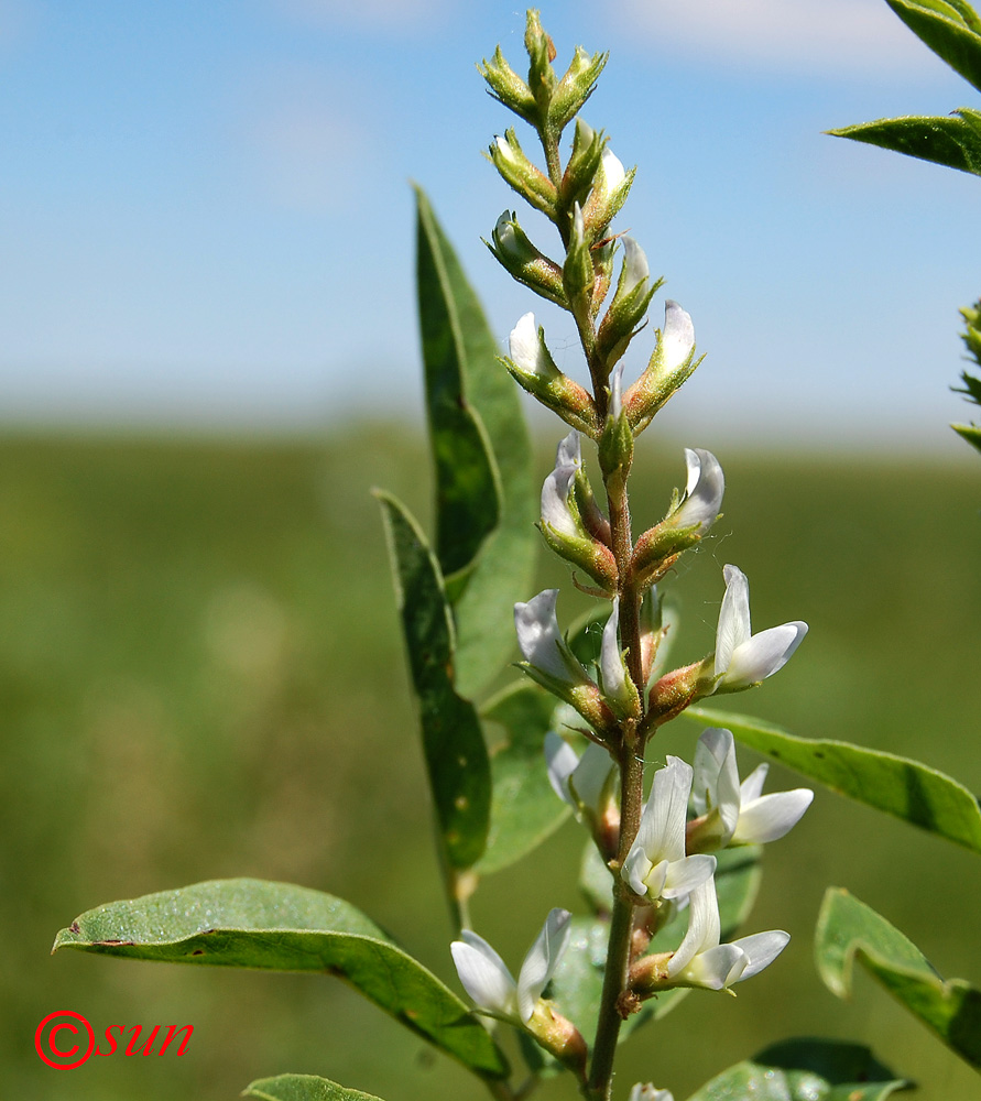 Изображение особи Glycyrrhiza glabra.