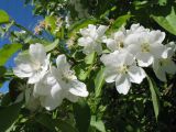 Malus prunifolia