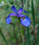 Iris sanguinea