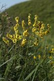 Verbascum marschallianum