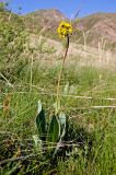 Ligularia altaica