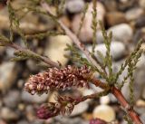 Myricaria squamosa