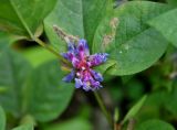 Vicia ohwiana