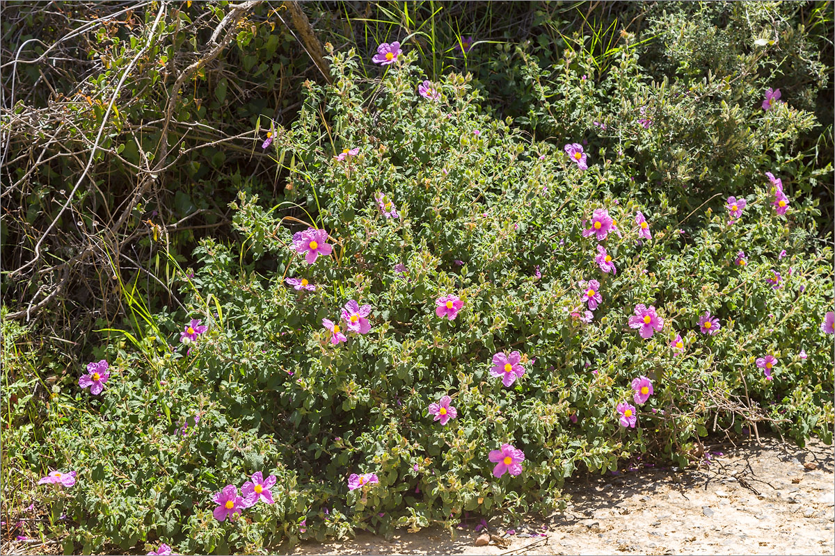 Изображение особи Cistus creticus.