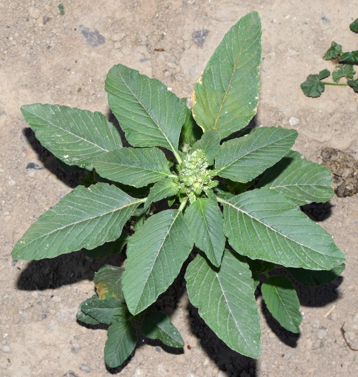 Изображение особи Amaranthus retroflexus.