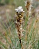 Asphodeline taurica. Соплодие. Крым, Балаклавский р-н, урочище Айязьма, осыпающийся сухой склон. 06.06.2016.