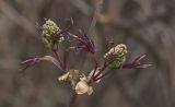 Sambucus racemosa