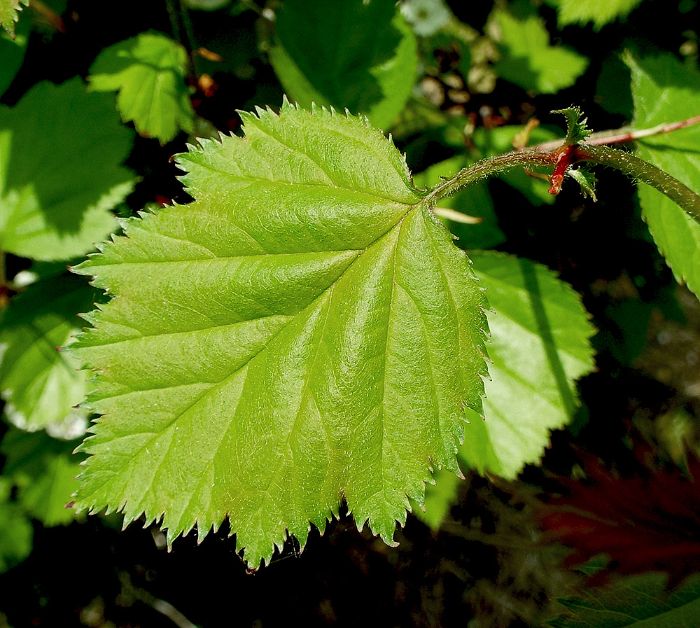 Изображение особи Crataegus submollis.