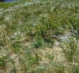 Stipa zalesskii