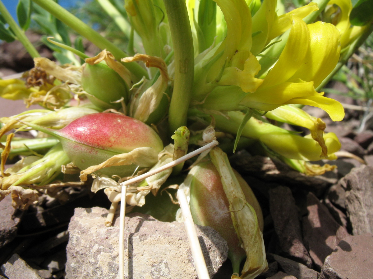 Изображение особи Astragalus sewertzowii.