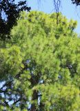 Pinus roxburghii. Верхняя часть кроны взрослого дерева. Италия, г. Рим, Parco Del Colle Oppio (Парк Оппийского холма), в культуре. 8 сентября 2014 г.
