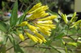 Cestrum parqui