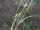 Setaria pumila