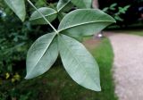 Laburnum anagyroides