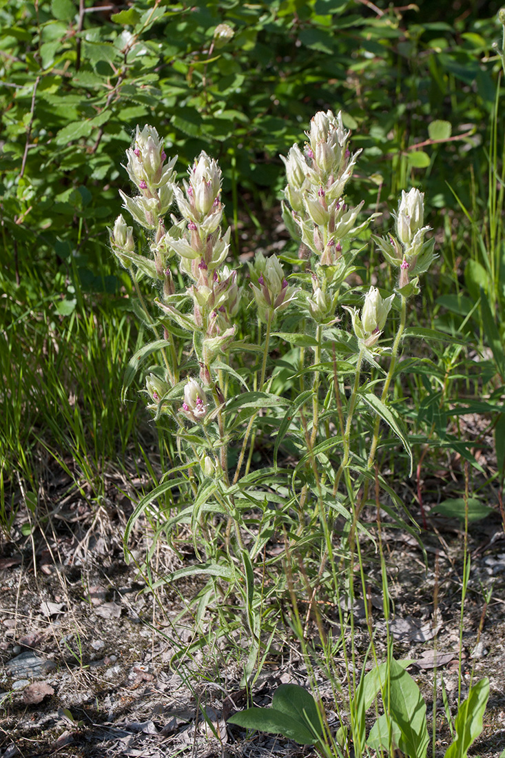 Изображение особи Castilleja lapponica.