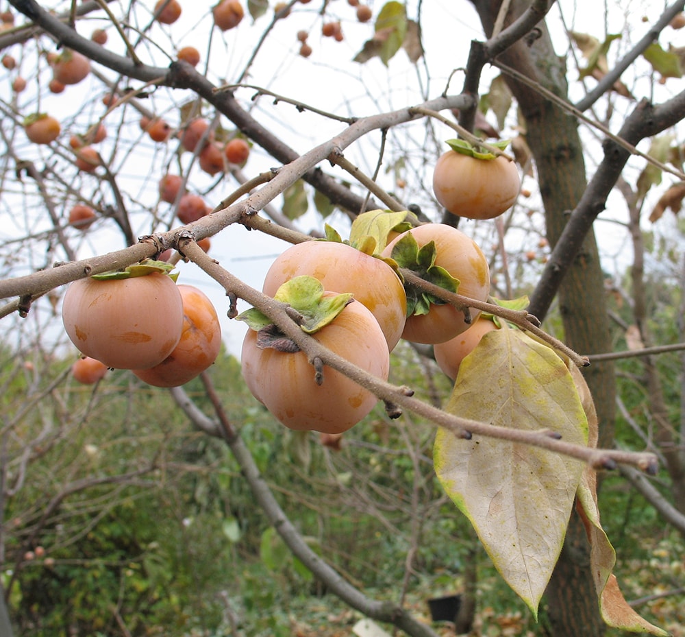 Изображение особи Diospyros virginiana.