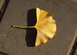 Ginkgo biloba