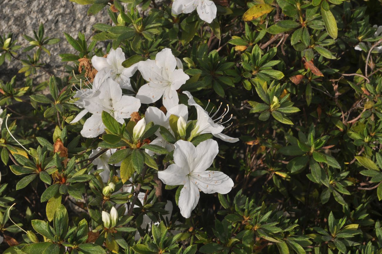 Изображение особи род Rhododendron.