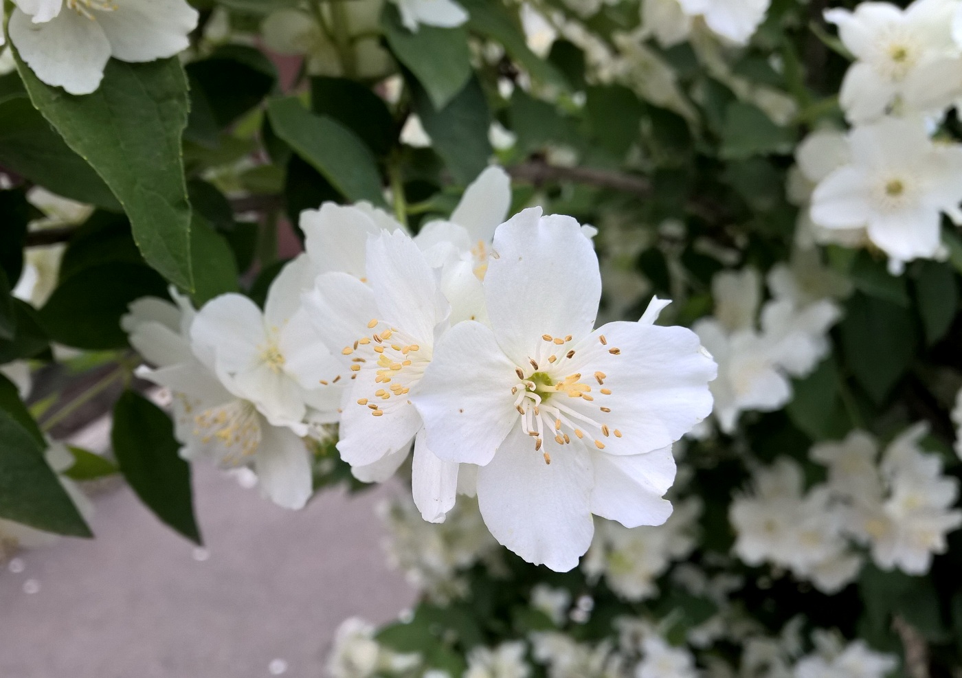 Изображение особи род Philadelphus.