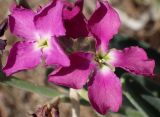 Matthiola incana