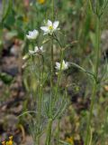 Spergula arvensis