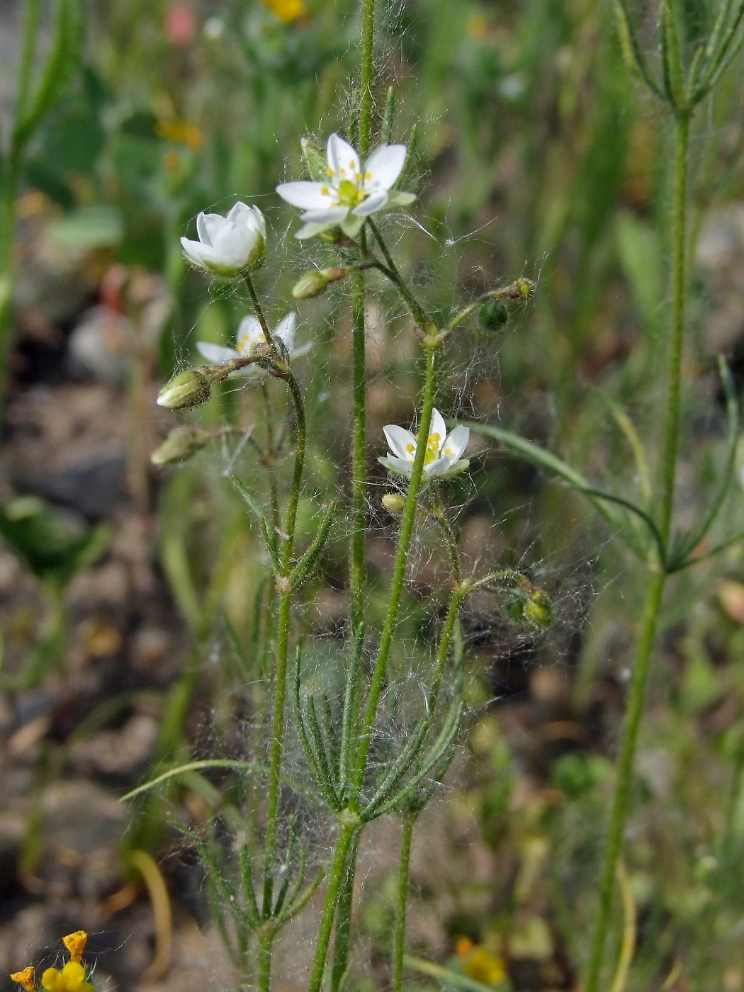 Изображение особи Spergula arvensis.