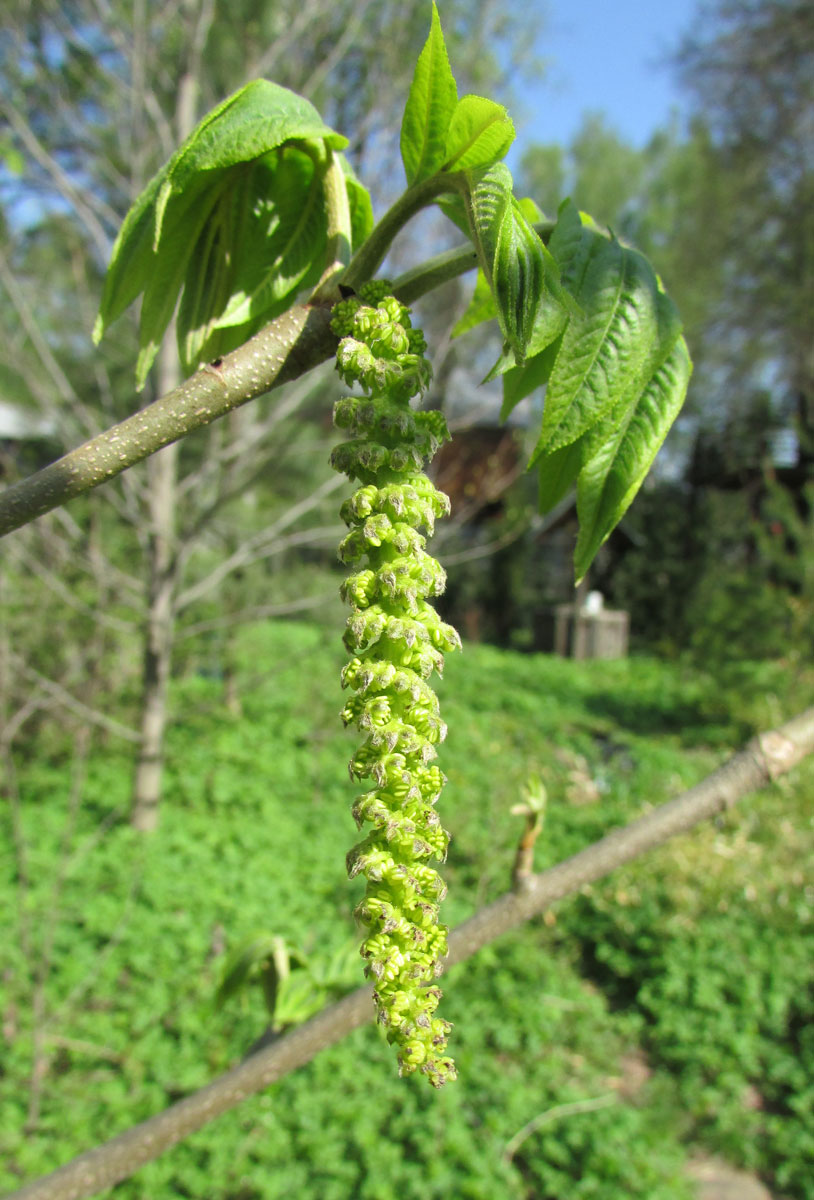 Изображение особи Pterocarya rhoifolia.