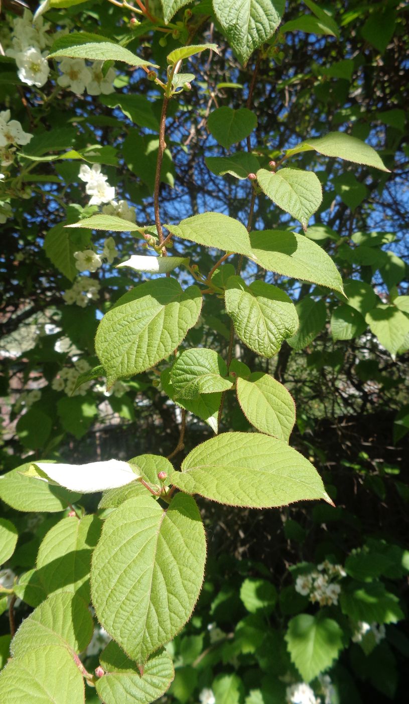 Изображение особи Actinidia kolomikta.