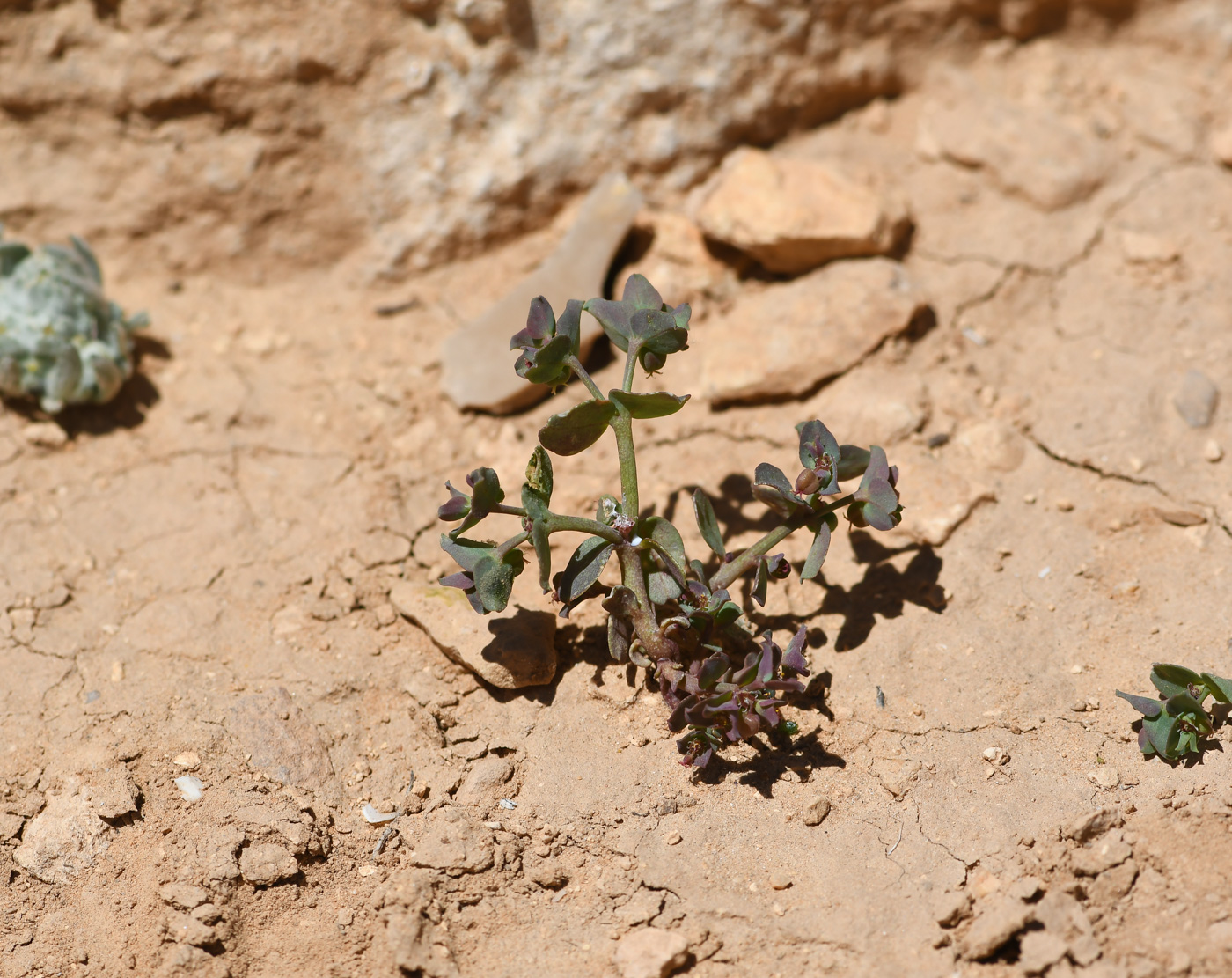 Изображение особи Euphorbia chamaepeplus.