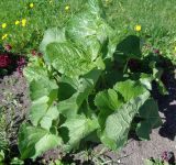 Ligularia sibirica