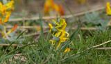 Corydalis sewerzowii