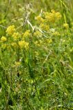 Galium verum