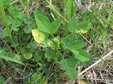 Melilotus officinalis. Верхушка побега с аномальными листьями. Краснодарский край, Абинский р-н, окр. пос. Синегорск, луговина. 10.05.2020.