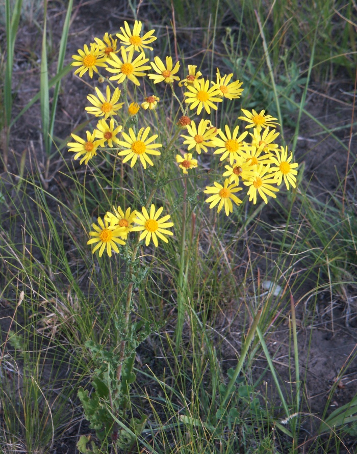 Изображение особи Senecio ferganensis.