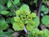 Chrysosplenium alternifolium