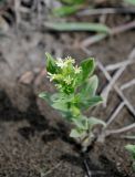 Argusia sibirica