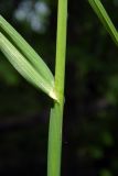 Dactylis glomerata. Часть стебля с основанием листа. Республика Адыгея, г. Майкоп, южная окраина, водораздельный хр. Нагиеж-Уашх, дубово-буково-грабовый лес, у тропинки. 11.06.2022.