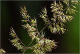 Calamagrostis epigeios