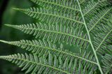 Athyrium monomachii. Часть вайи с сорусами (вид снизу). Приморье, Партизанский р-н, мыс Клыкова, опушка широколиственного леса. 30.07.2021.