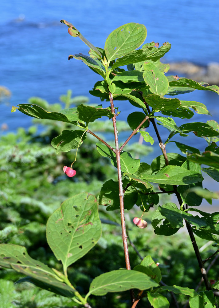 Изображение особи Euonymus sachalinensis.