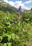 Campanula latifolia. Верхушка цветущего растения. Карачаево-Черкесия, Урупский р-н, Кавказский биосферный заповедник, Имеретинское ущелье, ≈ 1900 м н.у.м., субальпийский луг. 30.07.2022.