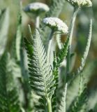 Achillea filipendulina