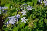 Plumbago auriculata