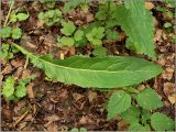 род Cirsium. Прикорневой лист. Чувашия, г. Шумерля, городской парк. 29 мая 2010 г.